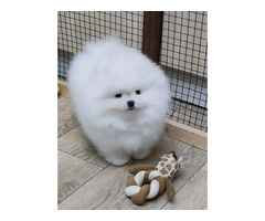 Pomeranian Zwergspitz Welpe