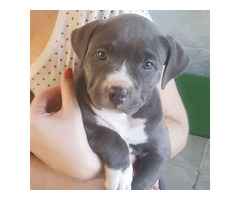 American Pit Bull Terrier Welpe